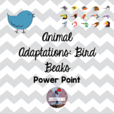 Animal Adaptations - Bird Beaks