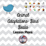 Animal Adaptations - Bird Beaks - Lesson Plan
