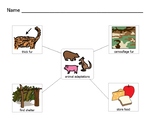 Animal Adaptations Concept Web