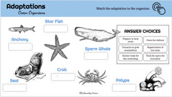 Animal Adaptations Distance Learning: Digital Animal Research and Report  OCEAN