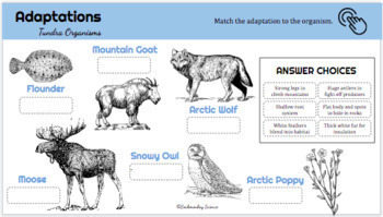 Animal Adaptations Distance Learning: Digital Animal Research and Report  TUNDRA