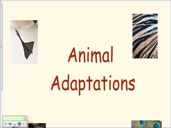 Preview of Animal Adaptations First Grade
