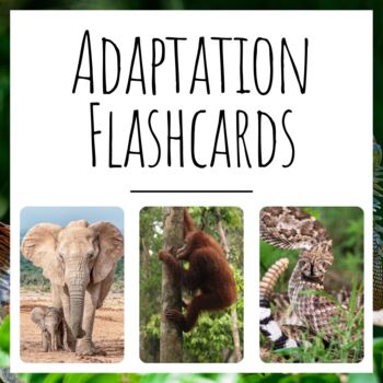Preview of Animal Adaptations Flashcards!