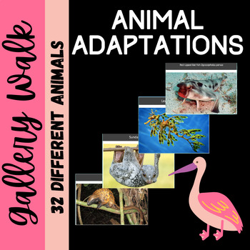 Preview of Animal Adaptations: Gallery Walk