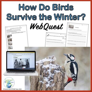 Preview of Animal Adaptations How Do Birds Survive in Winter WebQuest