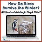 Animal Adaptations How Do Birds Survive in Winter for Use 