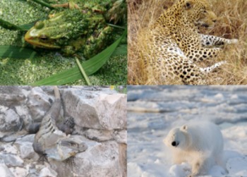 Preview of Animal Adaptations - Lesson Plan, Presentation, Great Video Song/Rap