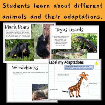 Animal Adaptations Notebook | Examples of Animal Adaptations | TPT