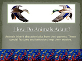 Animal Adaptations Power Point Lesson and Interactive Quiz