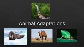 Animal Adaptations PowerPoint by Kickin' It In K6 | TPT