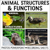 Animal Structures and Functions PowerPoint Activity 1