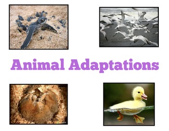 Animal Adaptations PowerPoint & Guided Notes by Centered in Primary