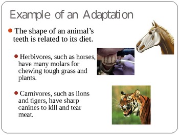 Animal Adaptations Powerpoint with cool graphics by Sandy Chasteen Weaver