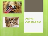 Animal Adaptations Presentation
