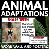 Animal Adaptations Unit - Animal Adaptation Word Wall and 