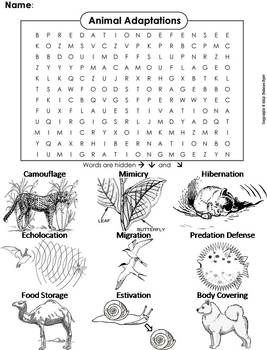 Animal Camouflage Coloring Page Teaching Resources | TPT