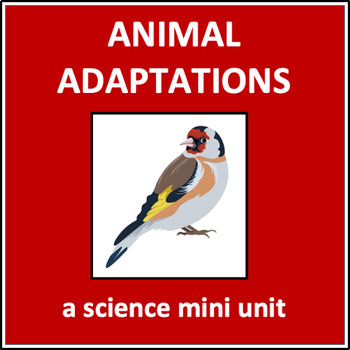 Preview of Animal Adaptations - a science mini unit