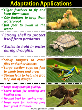 adaptations animal posters classroom colorful