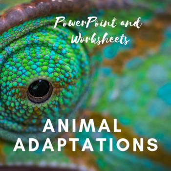 Preview of Animal Adaptions PowerPoint Presentation and Worksheet