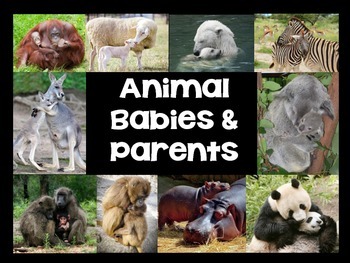 Preview of Animal Babies & Parents First Grade Science Nonfiction