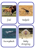 Animal Baby Matching Cards