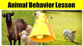 Preview of Animal Behavior No Prep Lesson w/ Power Point, Worksheet and "Would you Rather?"