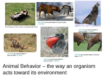 Animal Behavior PowerPoint by EZ Science | TPT