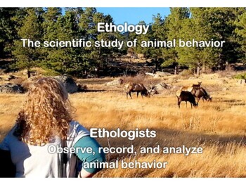 Animal Behaviors - Ethology Slide Show by Bears In The Classroom
