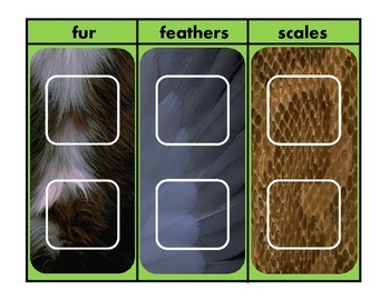 "Animal Body Coverings" Match & Sort for Autism | TpT