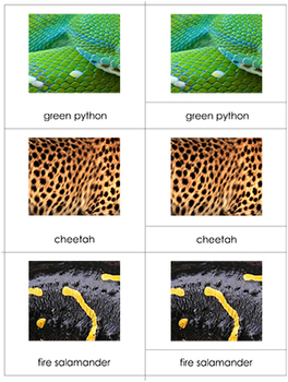 Animal Body Coverings: Three Part Cards by Green Tree Montessori Materials