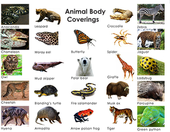 Animal Body Coverings: Three Part Cards by Green Tree Montessori Materials