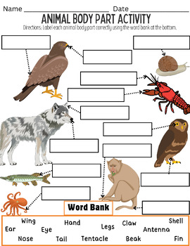 Preview of Animal Body Part Word Matching Activity