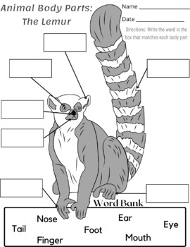 Preview of Animal Body Part Worksheet: Lemur