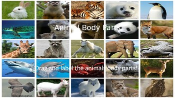 Preview of Animal Body Parts!