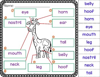 Animal Body Parts Worksheets by Catherine S | TPT