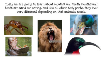 Animal Body Parts - Beaks, Mouths, Teeth - Distance Learning or F2F
