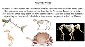 Animal Body Parts - Spines and Backbones - Distance Learning or F2F