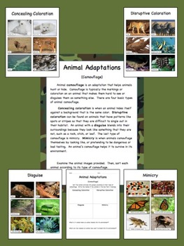 biology behavior animal worksheet Miss Teachers Teaching Teachers  Pay Resources Andres