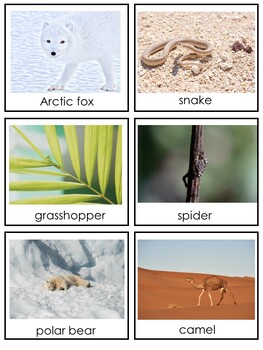 Animal Camouflage Activity Sort by Green Apple Lessons | TpT