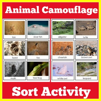 Animal Camouflage Activity | Science Center Game Kindergarten 1st 2nd 3rd  Grade