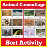 Animal Camouflage Activity | Science Center Game Kindergar