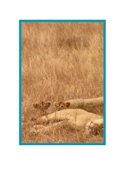 Preview of Animal Camouflage Display Photos