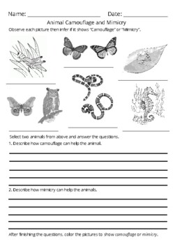 Camouflage And Mimicry Worksheet Teaching Resources | TPT