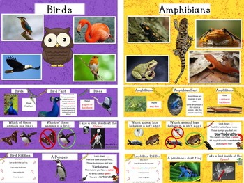 Animal Categories Bundle by The Mad Science Fox | TpT