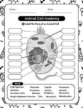 Animal Cell Anatomy Exploration: Educational Diagram and Labeling Worksheet