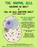Animal Cell Biology- coloring sheet and anatomy worksheet