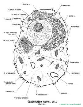  Animal Cell Worksheet Coloring 7
