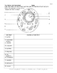Animal Cell Color Page, Worksheet, and Quiz Ce-3 by ...