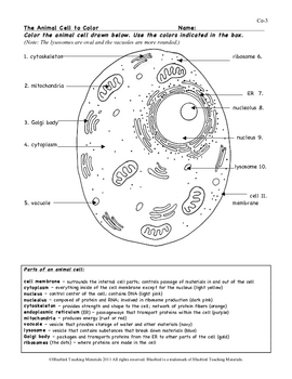 Animal Cell Color Page Worksheet And Quiz Ce 3 By Bluebird Teaching Materials