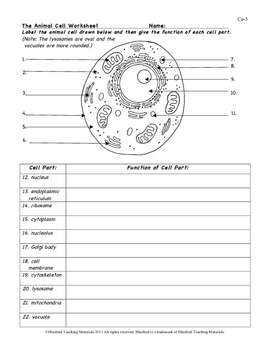 Animal Cell Color Page, Worksheet, and Quiz Ce-3 by Bluebird Teaching